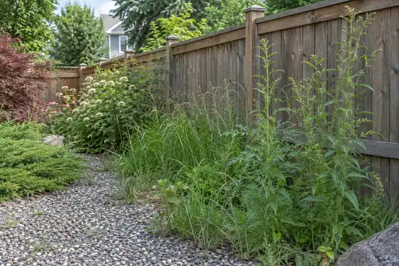 Illustrative tall weeds and coarse grass along a backyard gravel border